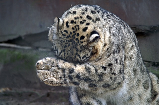 snow leopard server iso